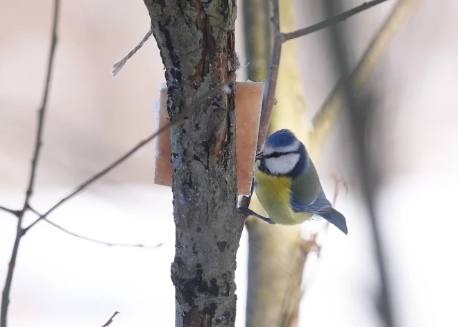 Otrdien Latvijā gaidāma saulaina un sausa diena