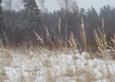 Во вторник не ожидается существенных осадков