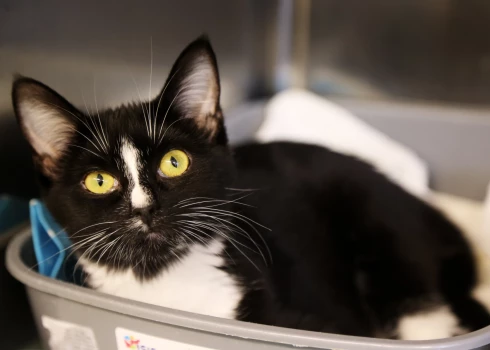 ZM neredz nepieciešamību grozīt Civillikumu dzīvnieku statusa dēļ.