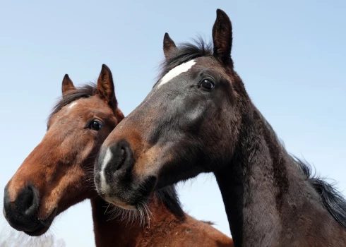 Zirgu īpašnieki vēršas pie kravas auto vadītājiem. 