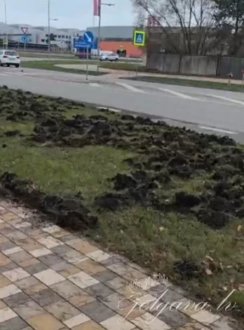 Mežacūkas Jelgavas Loka maģistrālē pamatīgi izrakņājušas zālienu.