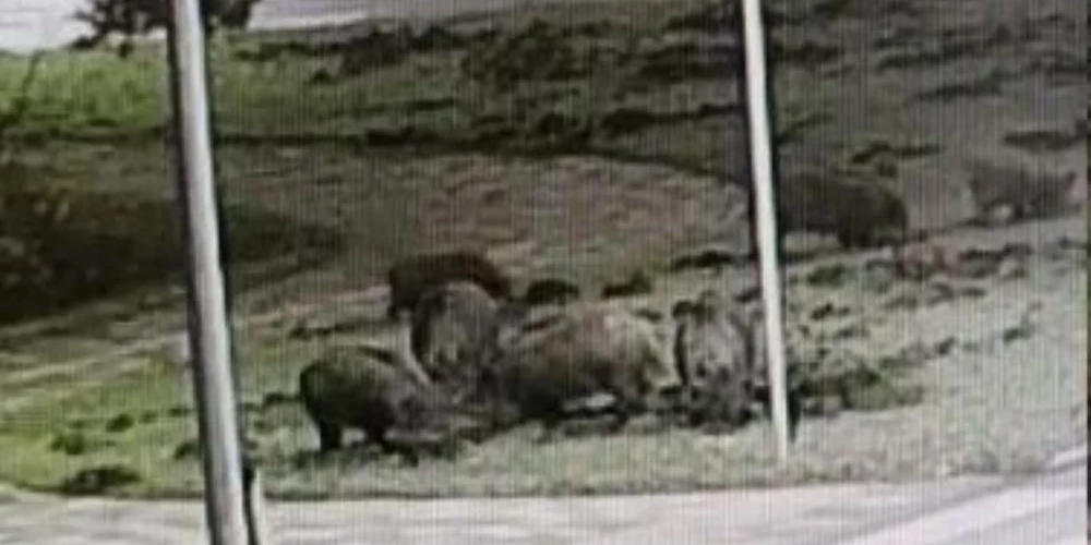 Kādā novembra naktī kupla mežacūku ģimenīte devās maltītes meklējumos uz RAF mikrorajonu Jelgavā.