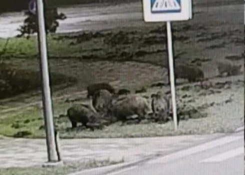 Kādā novembra naktī kupla mežacūku ģimenīte devās maltītes meklējumos uz RAF mikrorajonu Jelgavā.