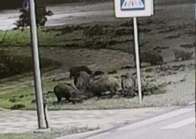 Mežacūkas Jelgavā, vilki Ādažos, panorāmas rats uz koka klucīšiem un baisā Aizputes autoosta: kriminālā province