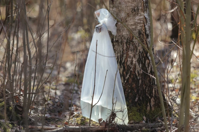 Senās bērzu sulu tecināšanas tradīcijas mūsdienās iegūst jaunu elpu, kļūstot par pieprasītu izejvielu rūpniecībā.