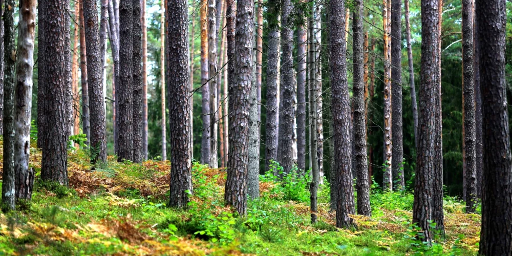Meži ir viena no lielākajām Latvijas dabas bagātībām – tie klāj vairāk nekā pusi teritorijas un veido daudzveidīgu, dzīvības pilnu ekosistēmu.