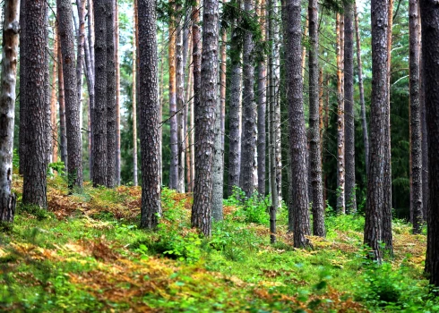 Meži ir viena no lielākajām Latvijas dabas bagātībām – tie klāj vairāk nekā pusi teritorijas un veido daudzveidīgu, dzīvības pilnu ekosistēmu.