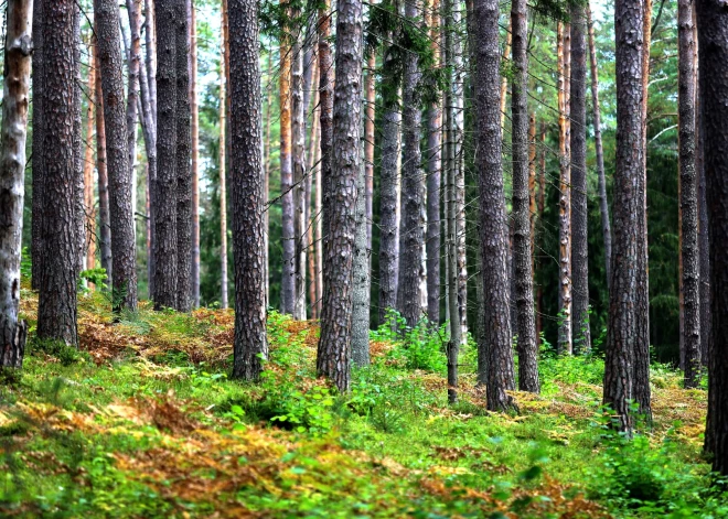 Mežs mums dod daudz vairāk kā tikai kokus? Pētnieki novērtē Latvijas meža nekoksnes produktus