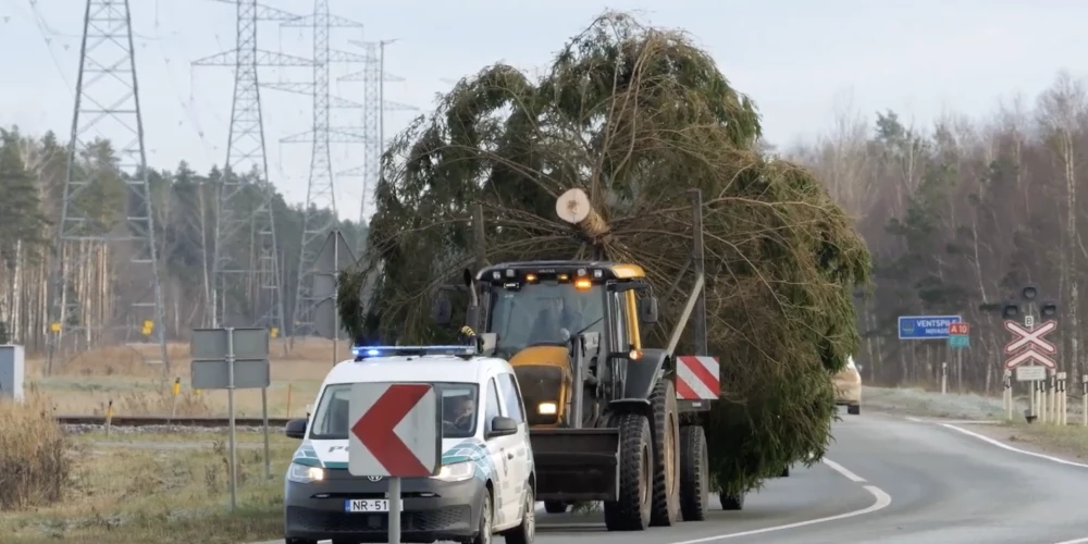 Ventspils galvenā egle Lielajā laukumā iemirdzēsies 29. novembrī.