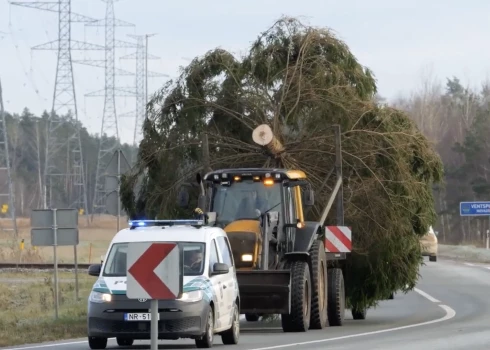 Ventspils galvenā egle Lielajā laukumā iemirdzēsies 29. novembrī.