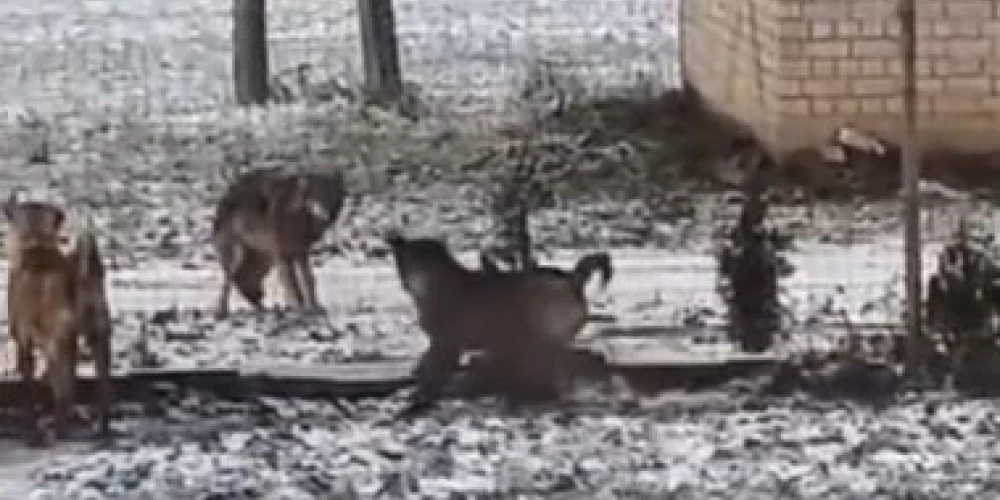 Волки пришли к дому в Валмиерском крае.