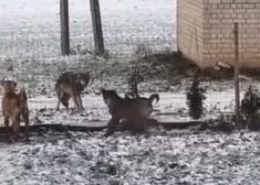 "Дни этих собак сочтены": в Валмиерском крае волки разгуливают у частных домов и ничего не боятся