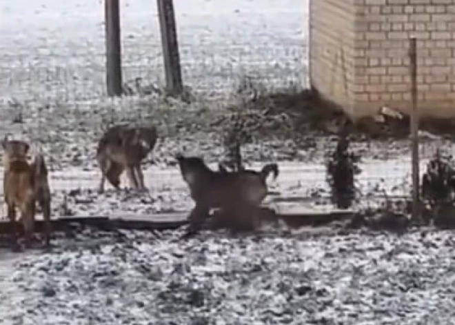 "Дни этих собак сочтены": в Валмиерском крае волки разгуливают у частных домов и ничего не боятся