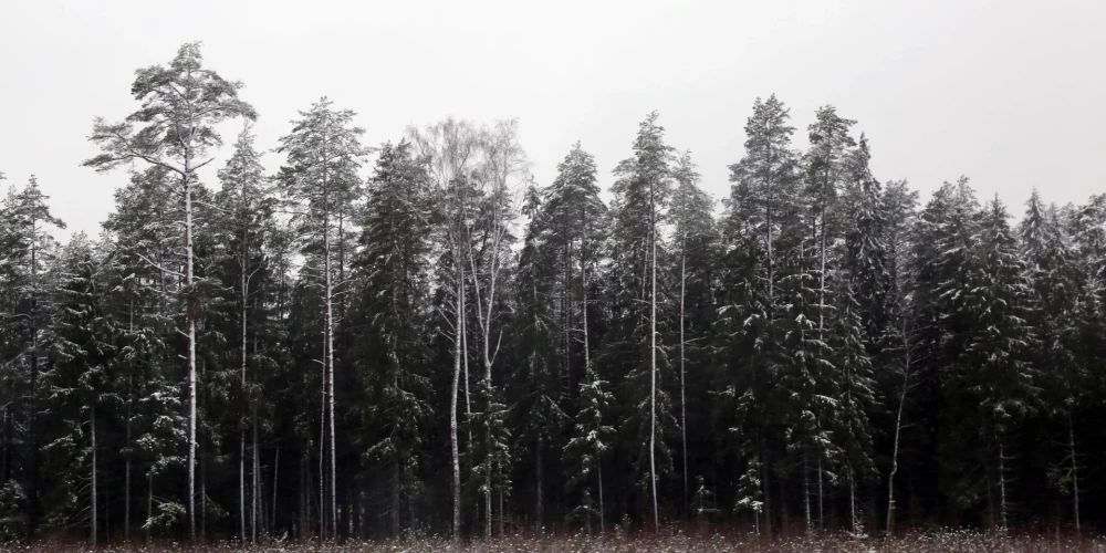 Синоптики намекают на потепление в декабре, но сначала — мокрый снег.