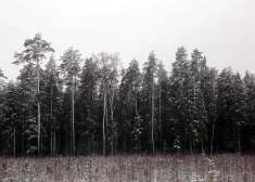Серые дни, дождь и снег: чем встретит Латвию конец осени