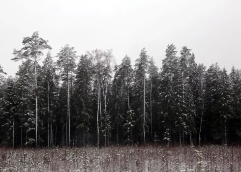 Синоптики намекают на потепление в декабре, но сначала — мокрый снег.