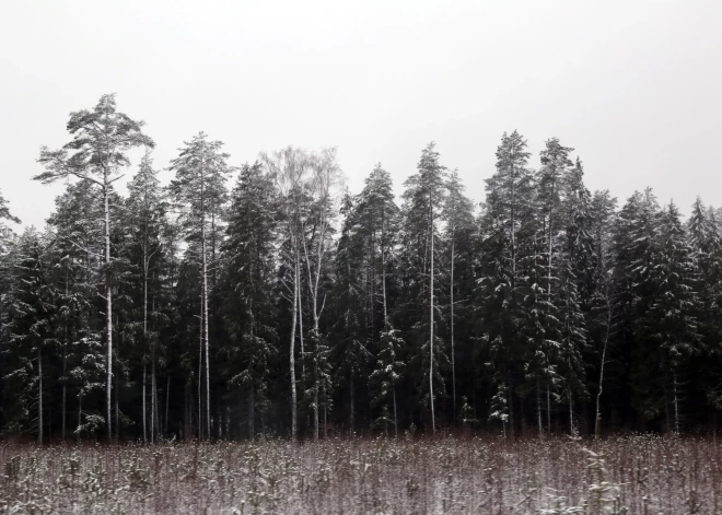 Серые дни, дождь и снег: чем встретит Латвию конец осени