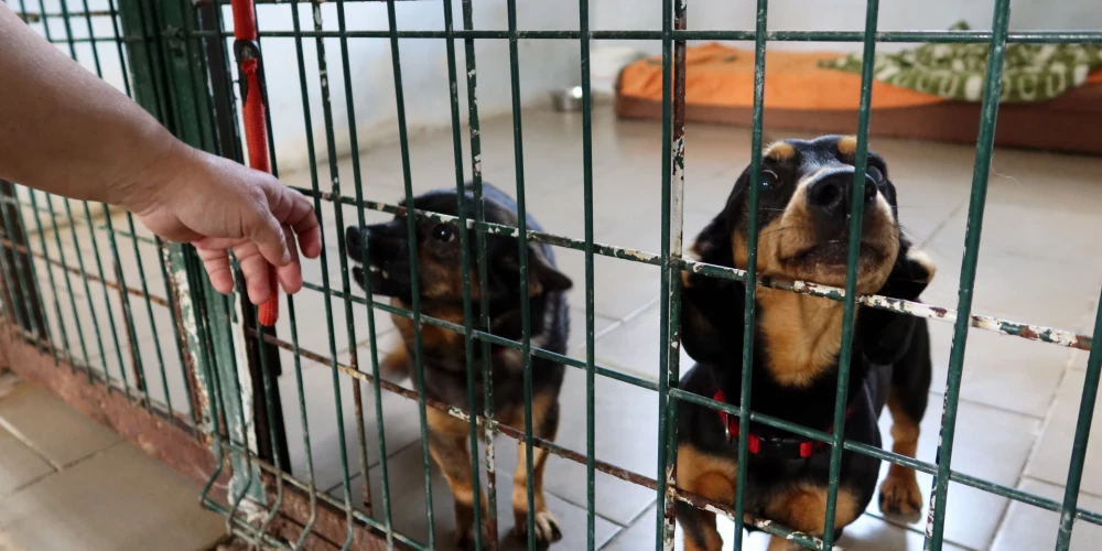 Limbažu novadā ieviestas būtiskas izmaiņas, kas attiecas uz klaiņojošiem dzīvniekiem. 