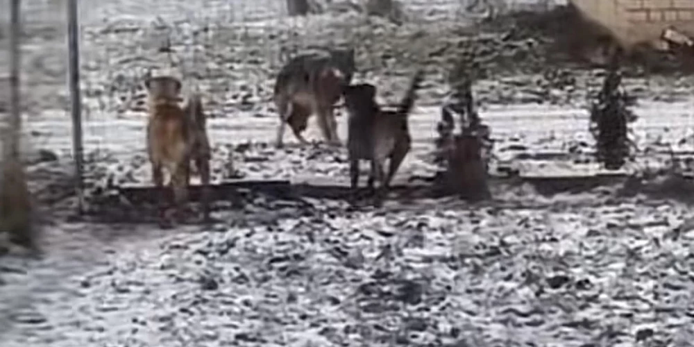 Vilku bars Ipiķos gaišā dienas laikā pieklauvē pie mājas durvīm.