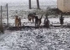 VIDEO: vilku bars Ipiķos gaišā dienas laikā pieklauvē pie mājas durvīm; iedzīvotāji neslēpj satraukumu