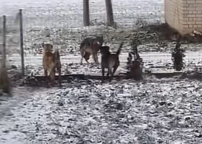VIDEO: vilku bars Ipiķos gaišā dienas laikā pieklauvē pie mājas durvīm; iedzīvotāji neslēpj satraukumu