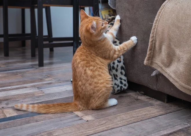 Sapluinīts dīvāns, tapetes un pat apavi - ko iesākt, ja kaķis visu saskrāpē vai suns sagrauž?