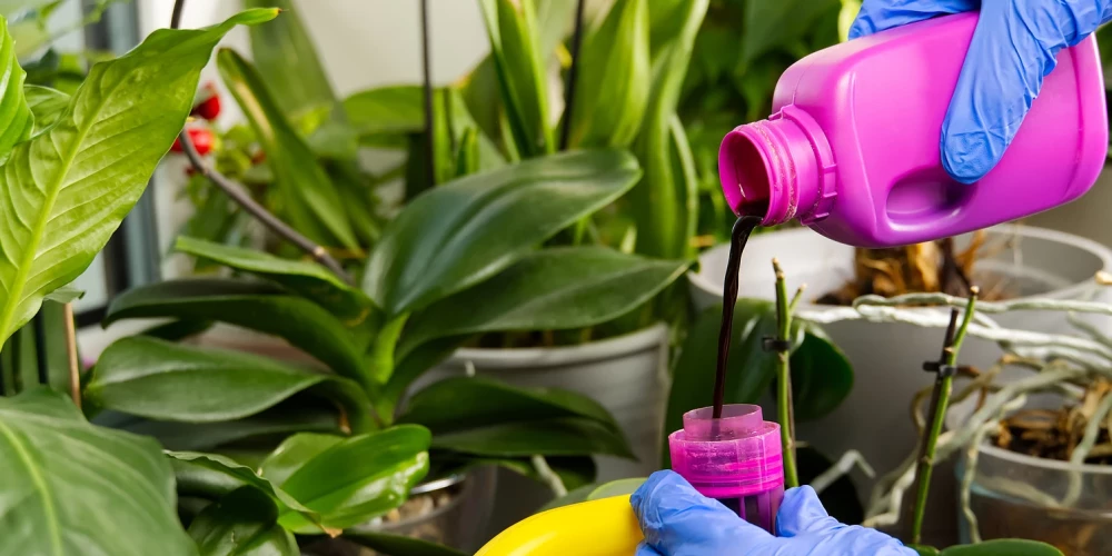 Telpaugu mēslošana