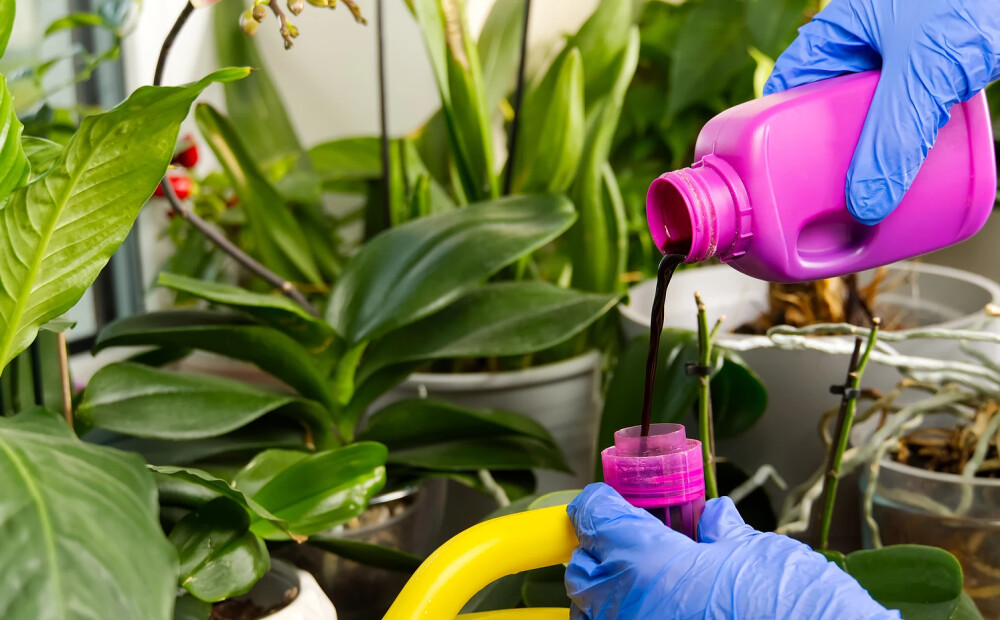 Telpaugi ir jāmēslo arī ziemā! Plus - augu saraksts, kurus mēslot nedrīkst