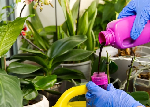 Telpaugu mēslošana