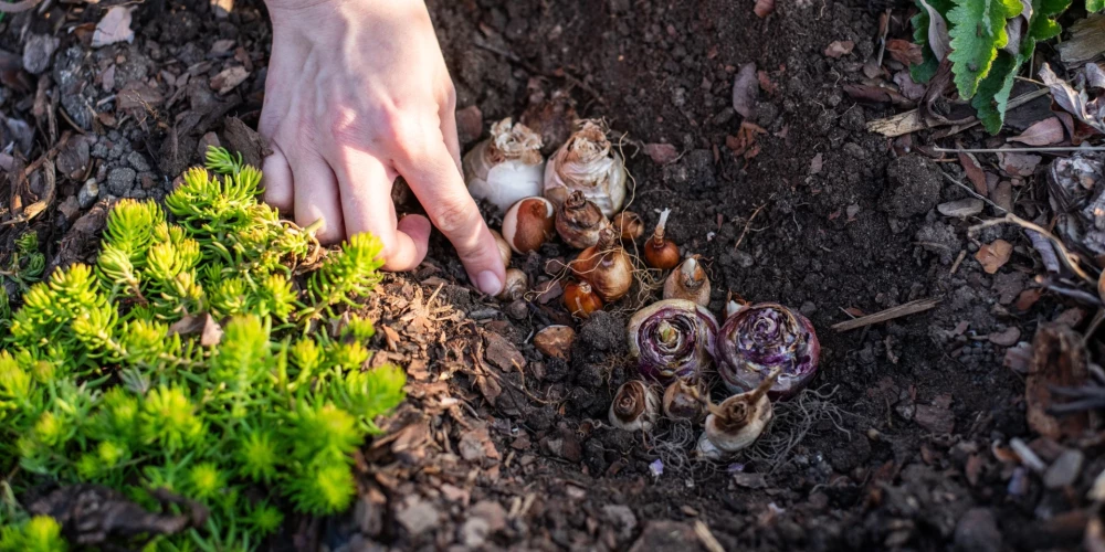 Sīpolpuķu stādīšana.