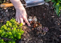 Ziema pagaidām ir silta, bet - vai joprojām var stādīt sīpolpuķes?