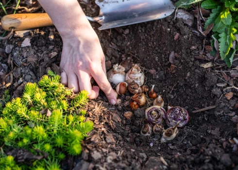 Sīpolpuķu stādīšana.