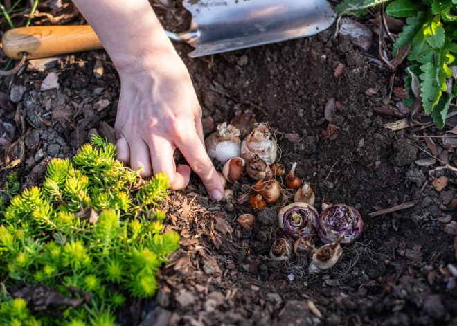 Ziema pagaidām ir silta, bet - vai joprojām var stādīt sīpolpuķes?