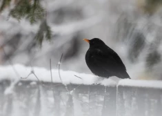 Ceturtdien daudzviet snigs un gaidāma atkala