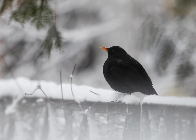 Ceturtdien daudzviet snigs un gaidāma atkala