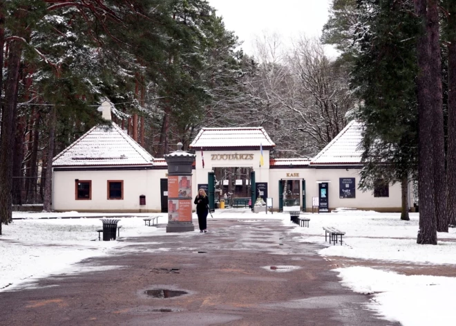 Rīgas zoodārzs aicina kļūt par dzīvnieka krustvecāku "Melnbaltajā piektdienā"