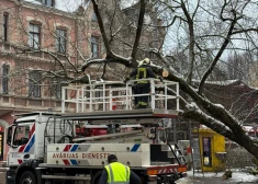 Rīgā nolūzis koks aptur tramvaju kustību; traucēti vairāki maršruti. VIDEO