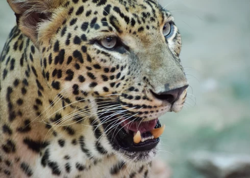 Indijas leopards