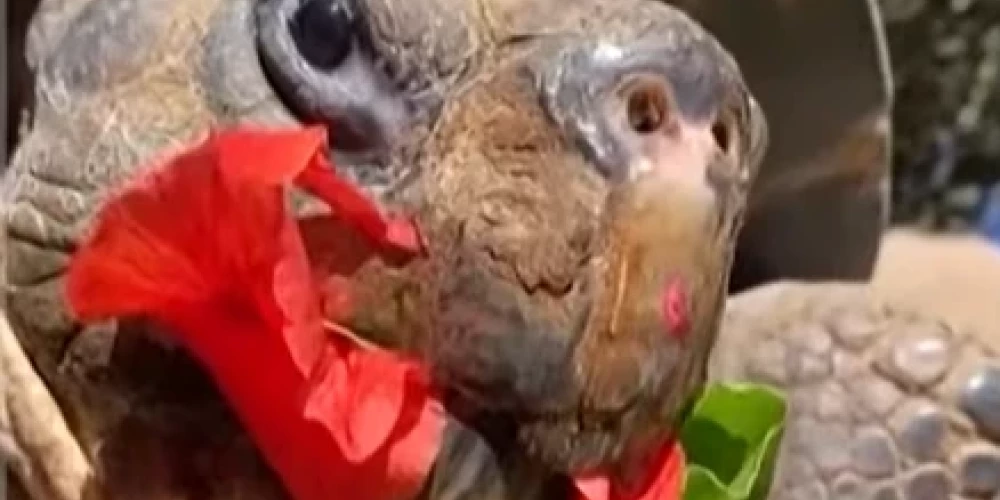 Daudzu iemīļotā "Gramma" Sandjego zoodārzā (ekrānuzņēmums no video)