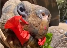 141 gada vecumā aizsaulē devusies Sandjego zoo vecākā iemītniece, kas pārdzīvoja 20 ASV prezidentus un divus pasaules karus