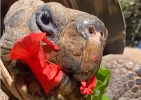 Daudzu iemīļotā "Gramma" Sandjego zoodārzā (ekrānuzņēmums no video)