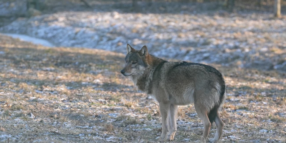 Pelēkais vilks./Ilustratīvs attēls.
