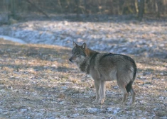 Saņemta informācija par iespējamu vilku klātbūtni netālu no Ādažu centra; policija vēršas pie iedzīvotājiem
