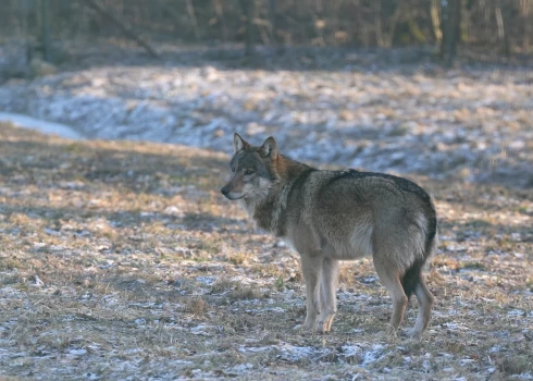 Pelēkais vilks./Ilustratīvs attēls.
