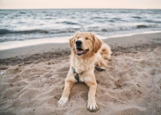 Защита животных - дело не быстрое: для внесения поправок в закон потребуется 2-3 года обсуждений