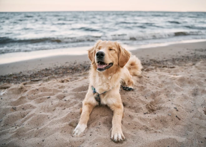 Защита животных - дело не быстрое: для внесения поправок в закон потребуется 2-3 года обсуждений