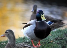 Jau nākamnedēļ laiks kļūs ievērojami siltāks un sausāks