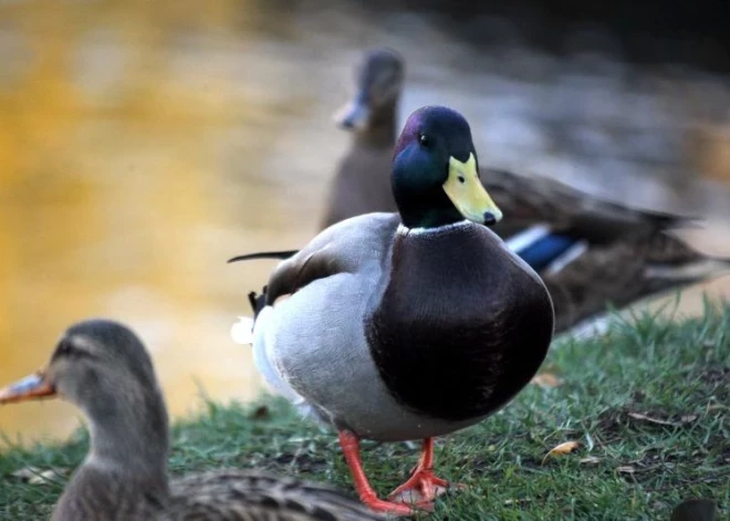 Jau nākamnedēļ laiks kļūs ievērojami siltāks un sausāks