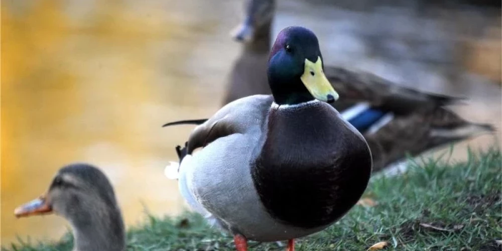 Иллюстративное фото.