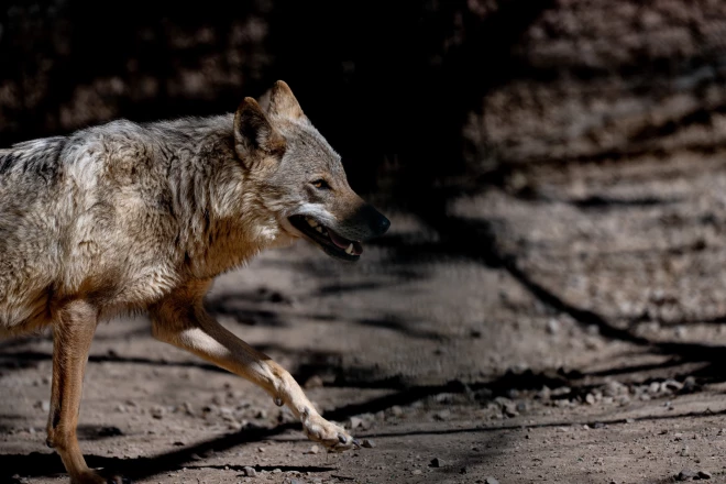 Ādažniekus satraukuši pilsētas centrā klaiņojušs vilku bars.